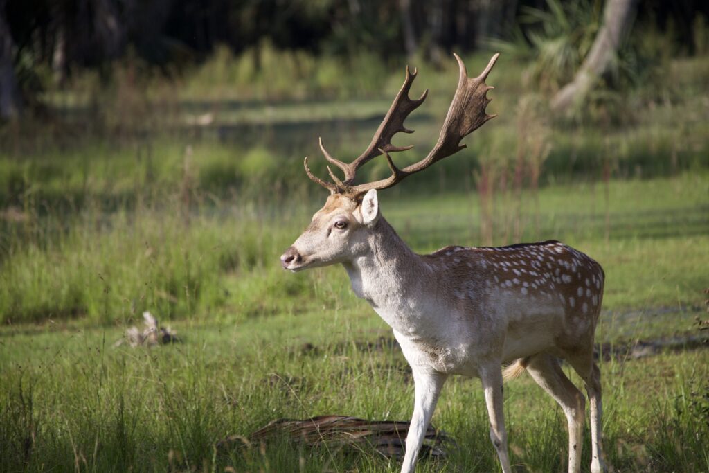 Florida Hunts - Woods to Water Preserve | Florida Hunting Preserve